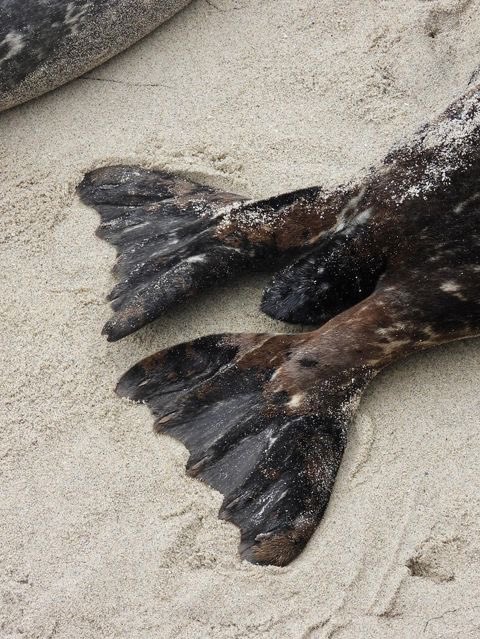 sealmeep's tweet image. omg i really need to get some big knots out of my hair gently
the helpful wide toothed comb: