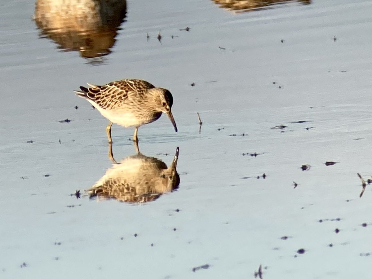 This smart juv Pec sand on the flats today,the 20th for the site in its short history with the first in 2006,16 juvs and 4 adults. Undoubtedly the same bird relocating from Blacktoft sands shortly after leaving there around 9am.<a href="/Lincsbirding/">Lincsbirding</a>