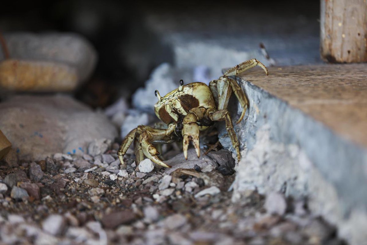 Andrés Camacho M. tweet media