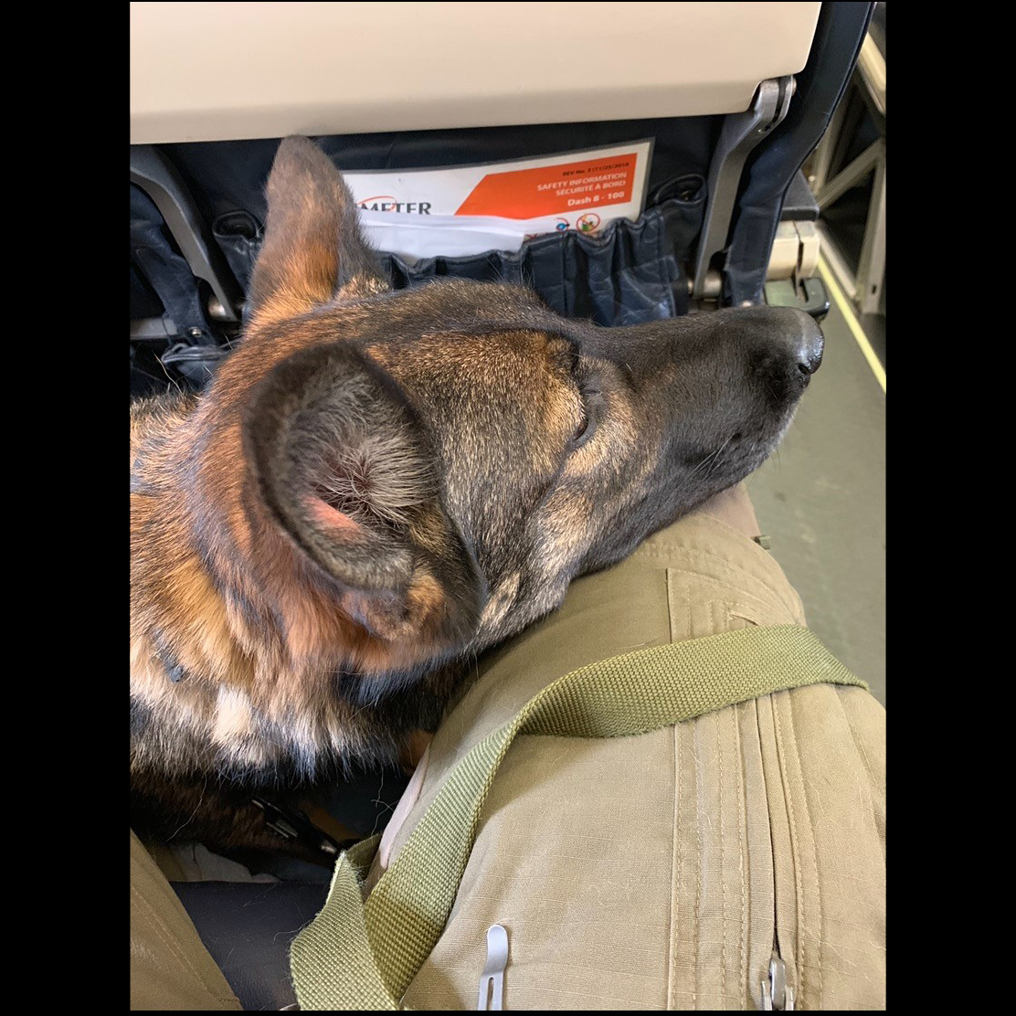 rcmpmb's tweet photo. A valued member of the #rcmpmb is retiring! PSD Jolt &amp; her handler, began their RCMP career together in the Lower Mainland, BC &amp; joined the Portage La Prairie Detachment in 2020. Jolt was involved in numerous Search &amp; Rescue operations, &amp; assisted multiple units in Manitoba… https://t.co/4aMuErctId