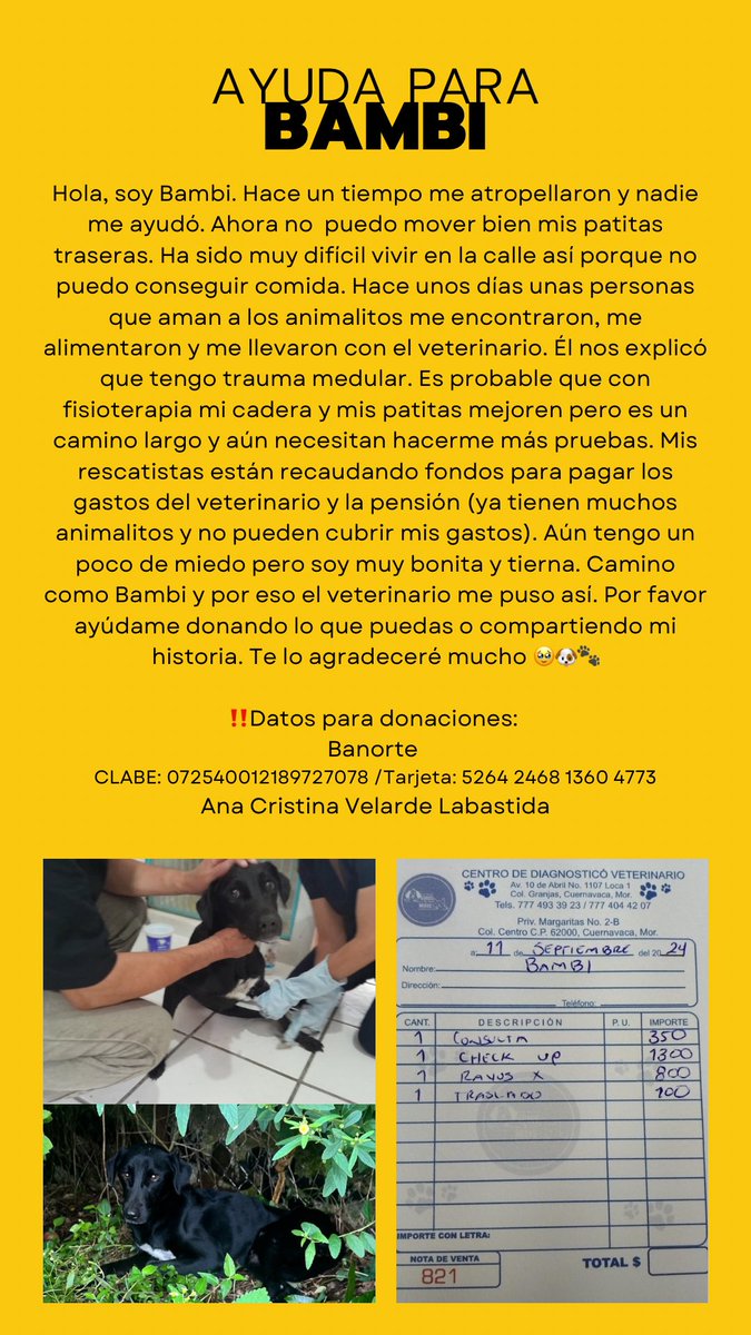 Ana_Velarde_'s tweet photo. ⚠️¡Ayúdanos donando para Bambi!⚠️ Si no puedes donar, comparte por favor 🙏🏼❤️‍🩹 https://t.co/pu2ZMnD5Q8