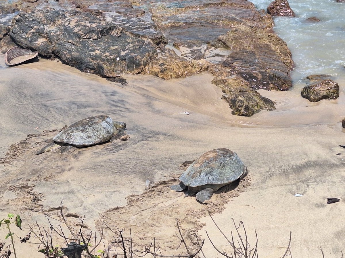 iWatch Africa tweet media