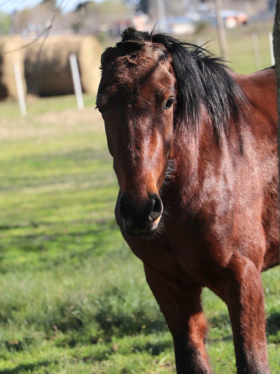 Soy #Vicentico.

Y sí, soy diferente. Pero eso es lo que me hace especial, y no me define, me hace único.

No trato de encajar en moldes, prefiero ser auténtico.

Trato de avanzar día a día, a pesar de mis limitaciones.

Y sé que puedo porque la superación no tiene que ver con la