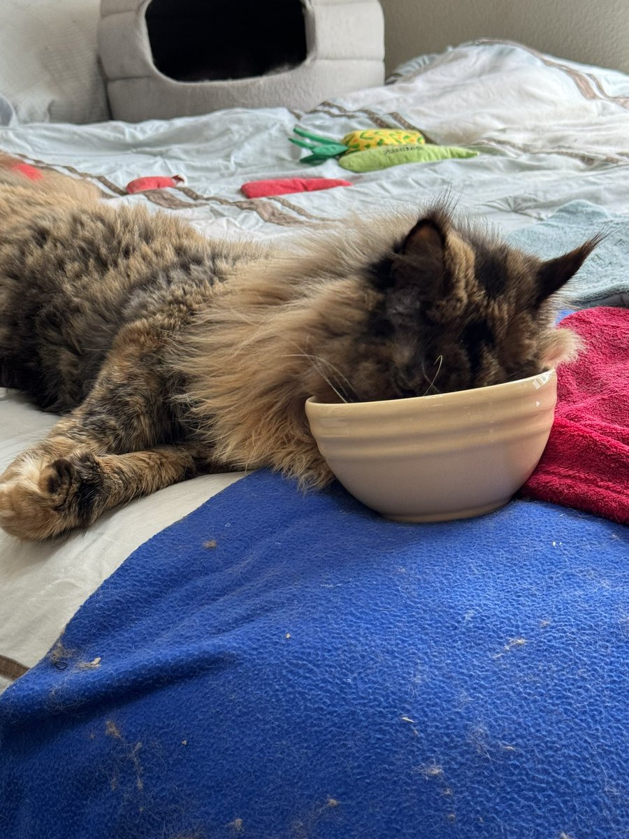 PancakeDaCat's tweet photo. #Friday #🥞 https://t.co/yM09QdkPlJ