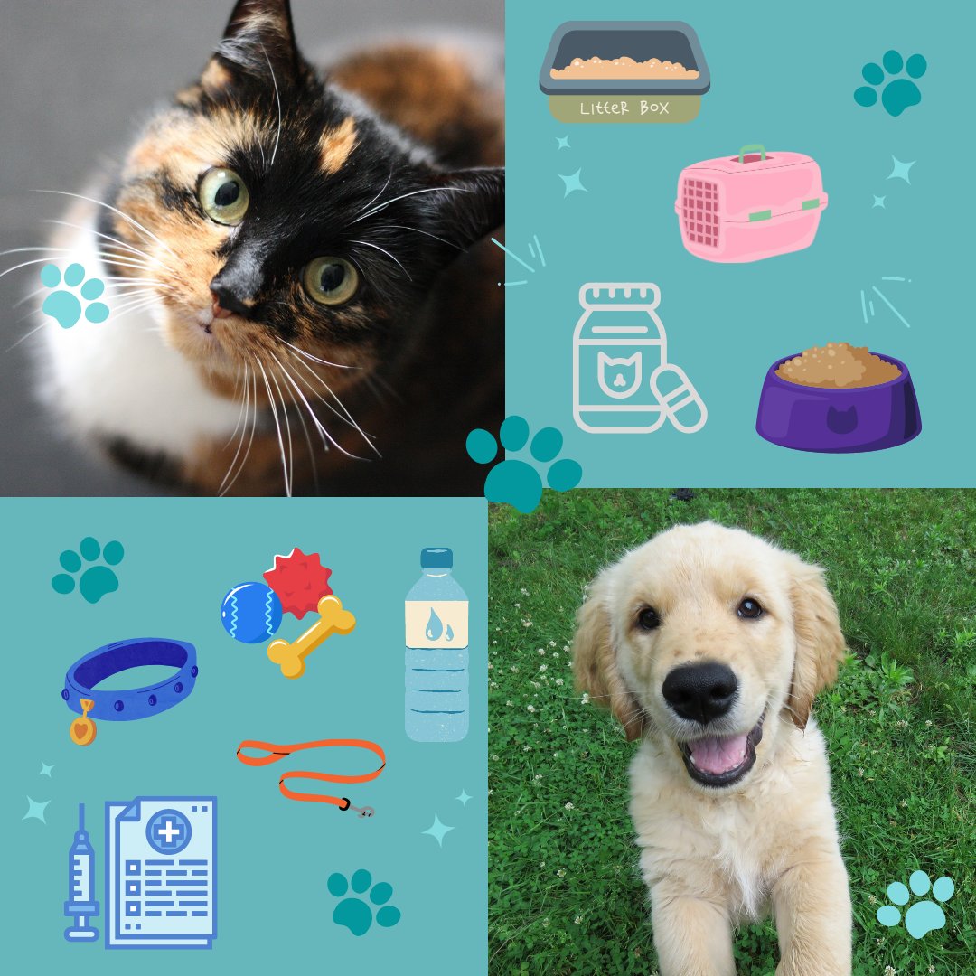 morgancoema's tweet image. Your pets need an emergency kit too! For more information on what to include in your pet's emergency kit, visit morgancoema.com/beprepared/ani…. #preparednessmonth #petpreparedness