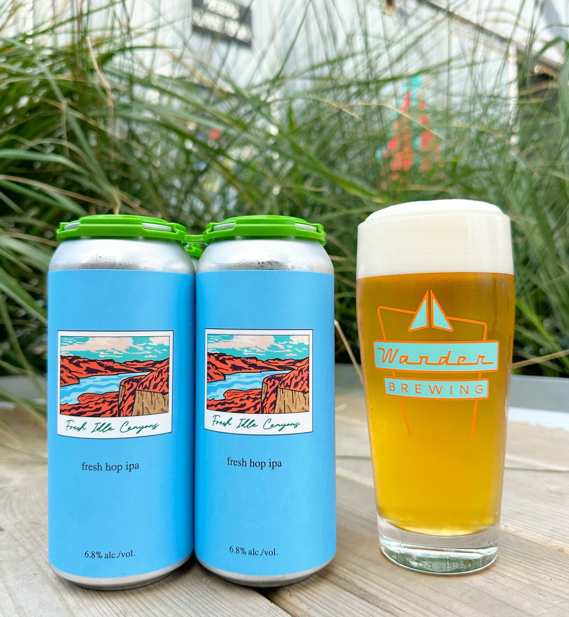 Our brewers teamed up with our friends @singlehillbrewing and @cls_farms to immerse 350 lbs of fresh Centennial hops into a liquid IPA collaboration. Idle Canyons Fresh Hop edition is bright and fresh, bringing resiny green pine orange marmalade happiness into our day!
