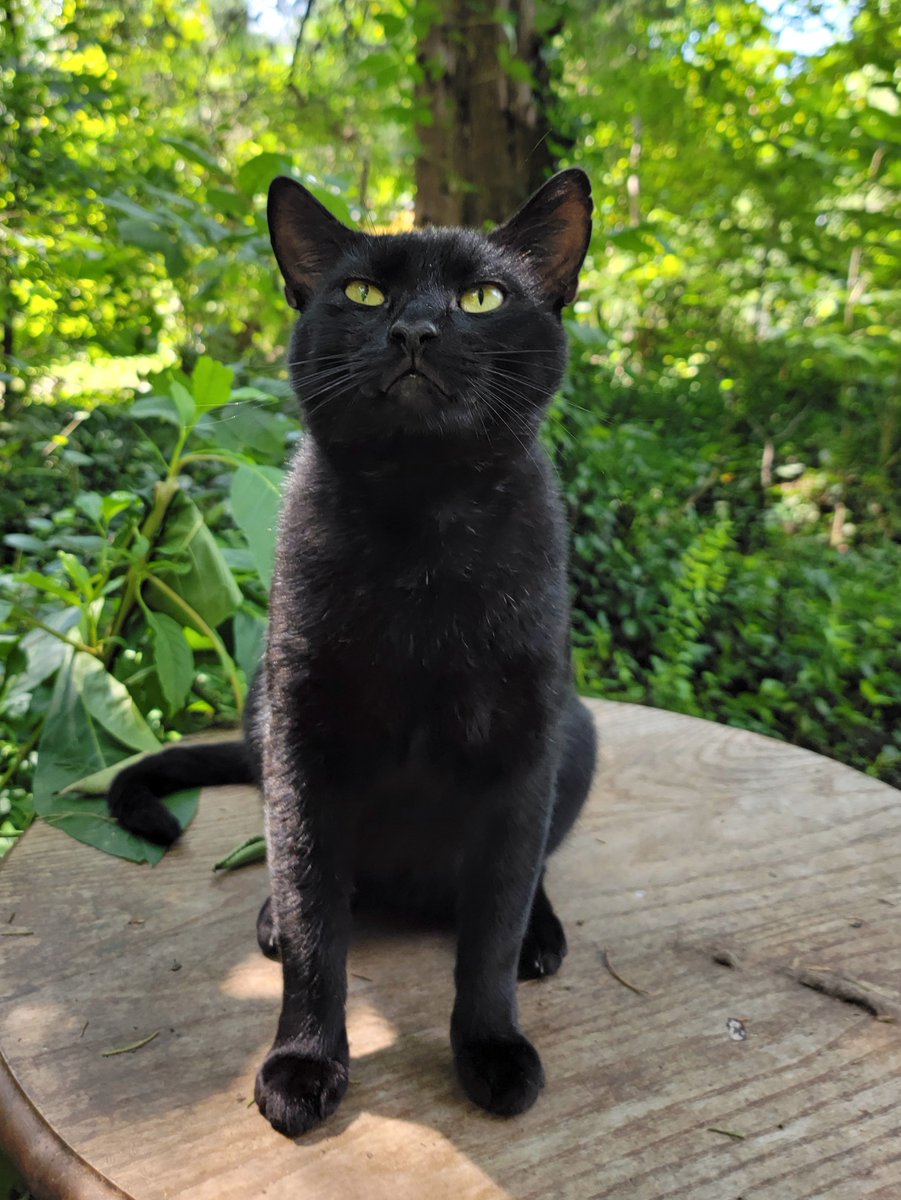 Furbabyhelp's tweet photo. May you be lucky enough to be loved by a black cat!
Happy Friday the 13th from Jazz. 
#BlackCatsofTwittter #FridayThe13th  #BlackCat https://t.co/AajabEeVIx