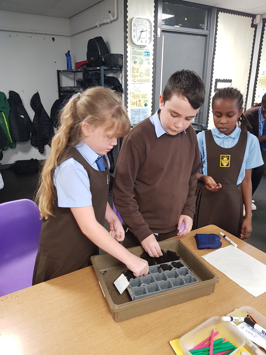lfbriody's tweet photo. @PaulineMcpetrie @StBlanesGCC P7s planting peas.  One group will be watered with fertiliser and one not.  Investigating through the scientific method. https://t.co/Z9HCAraCof
