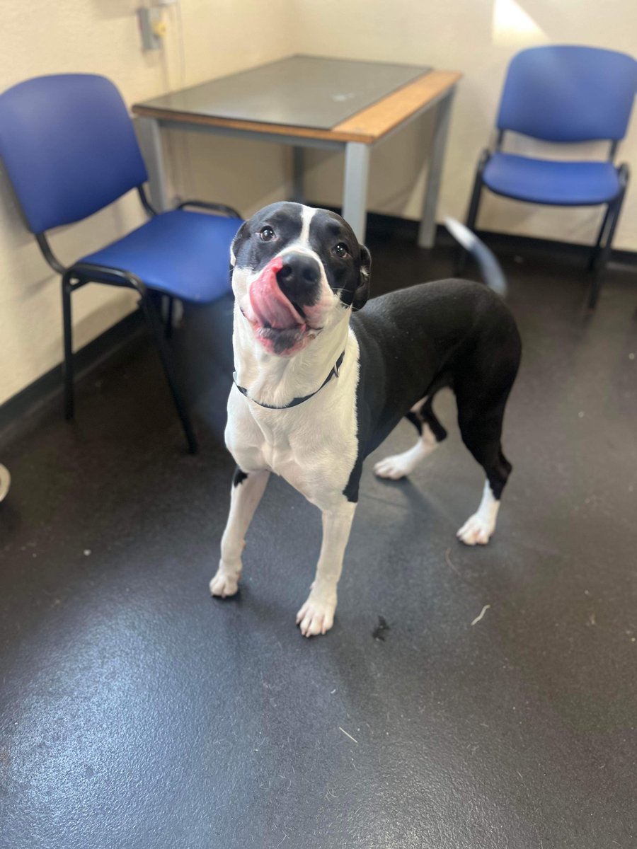 Please retweet to help Chase find a home #SHEFFIELD #YORKSHIRE #UK  AVAILABLE TO ADOPT FROM SHEFFIELD COUNCIL POUND✅
Details or apply for chase (other dogs also available) here  👇
ineedahome.co.uk/dogs/13765-cha…………
This lovely boy was brought into kennels after being found roaming