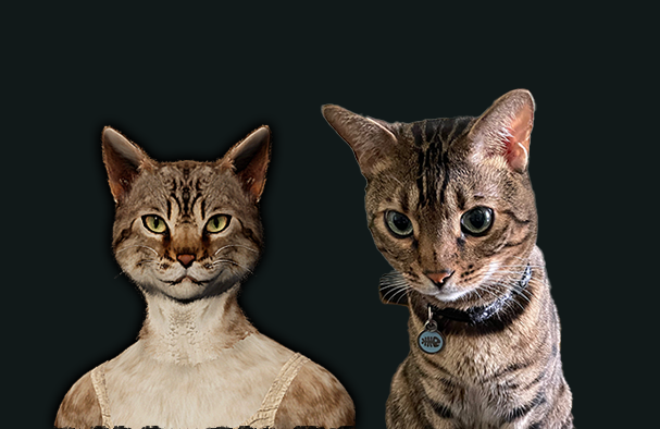 Looks related to one of our company cats to me.