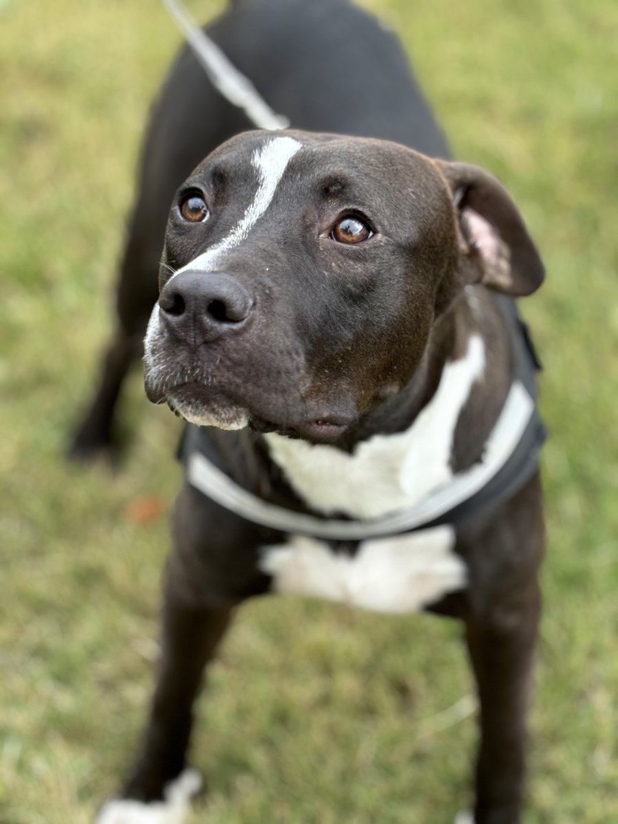 City of Madison, AL tweet media