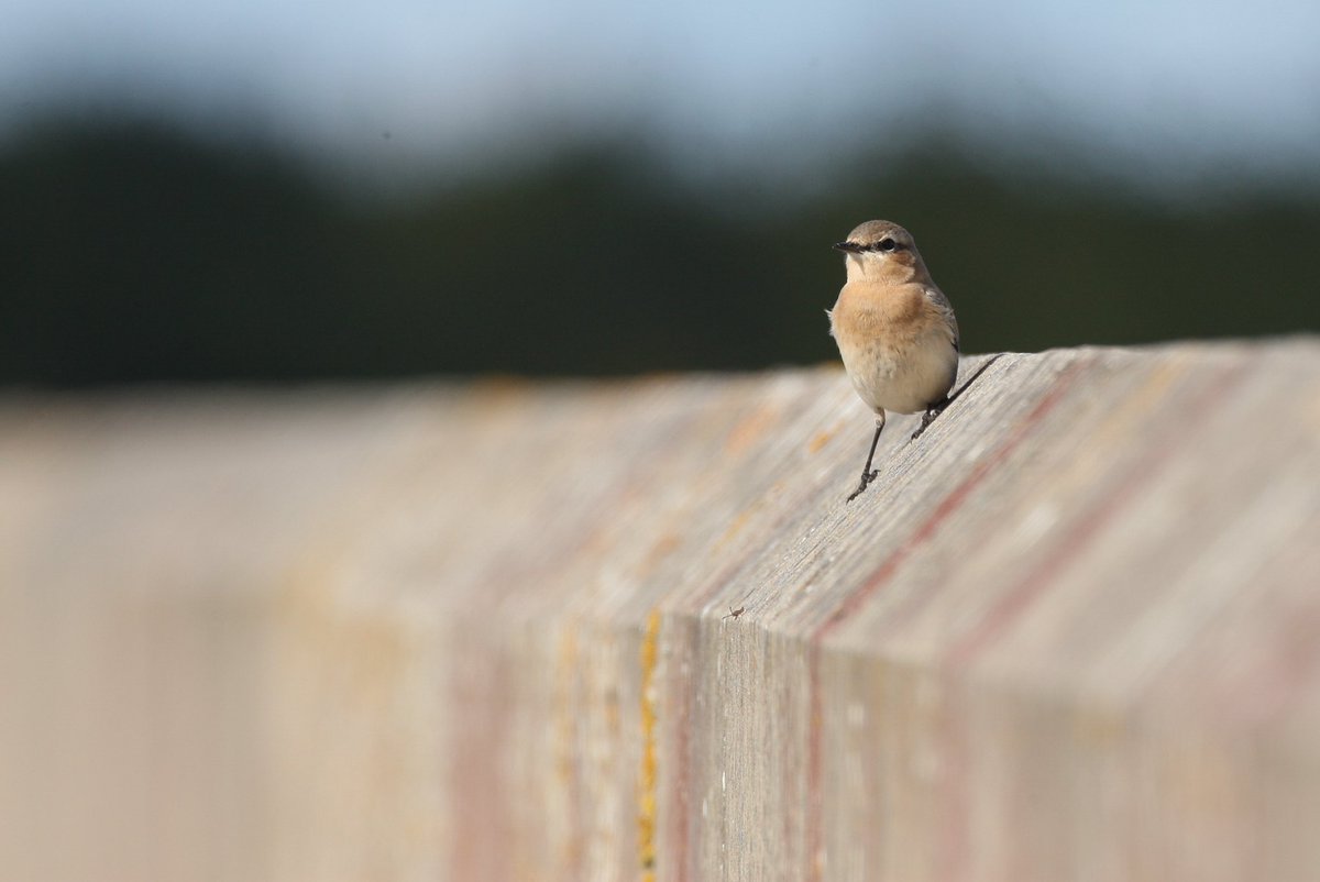 simonpatient1's tweet photo. Enjoyed a visit to Abberton Res this a’noon with the little one. Highlight for me being a confiding Wheatear at the south end of LDLH c’way and 2 juv Hobbies. Plus Painted Lady. https://t.co/CnoePlG4IG