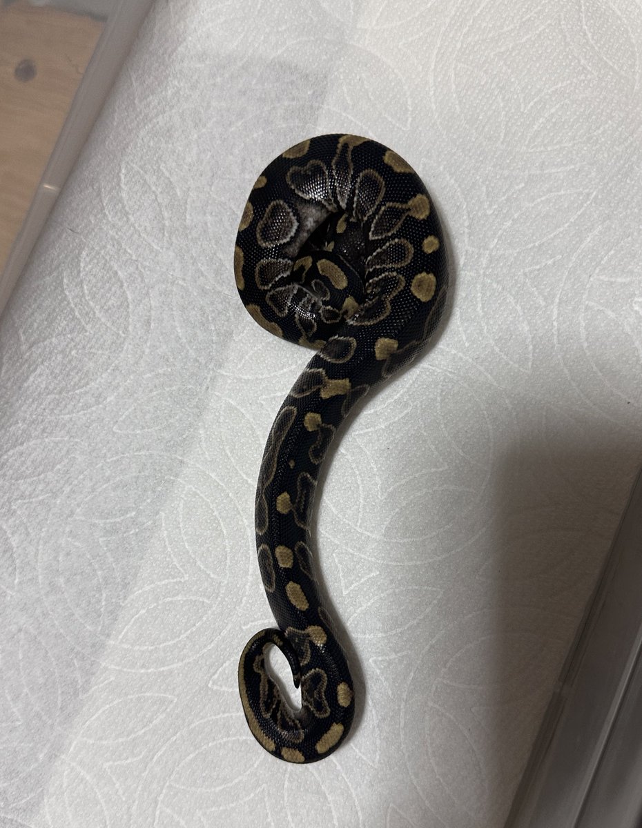 GHIよなぁ…GHIマホガニーだったらいいのにな〜( ; ; )
ん？GHIマホガニーか？
を夜からずっと繰り返してる