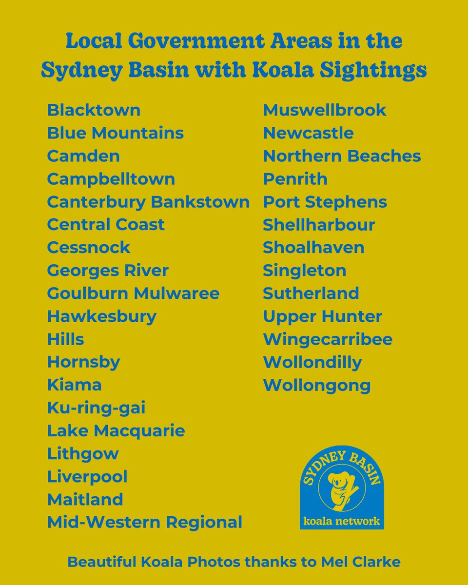 Sydney Basin Koala Network tweet media
