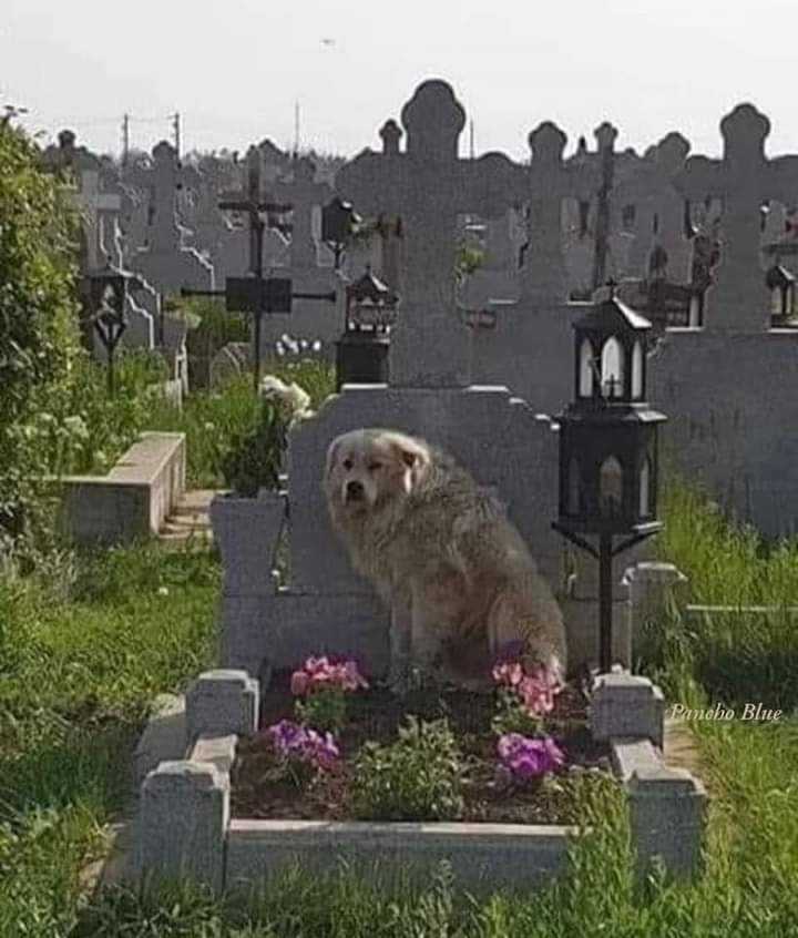 GRamirezF_D12's tweet photo. Cuando alguien te pregunte., qué es la lealtad, la fidelidad y el Amor...
Muéstrale esta foto. 🐾🕊️💞 https://t.co/ipZRJVstlF