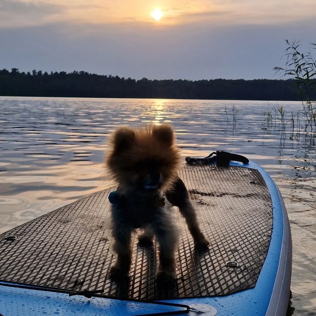 daniel's update ::

`wonderful day with moonie (my dog) finished with smol, special &amp; romantic (cause of sunset) cruise`