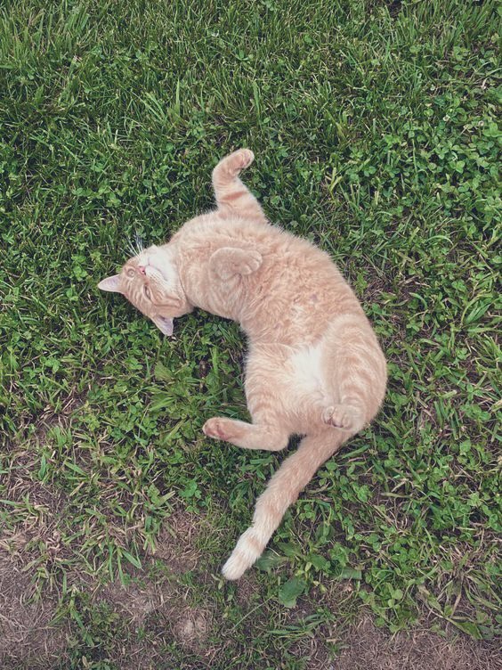 🐈

#memeutwt #memeulous #eboystwt
