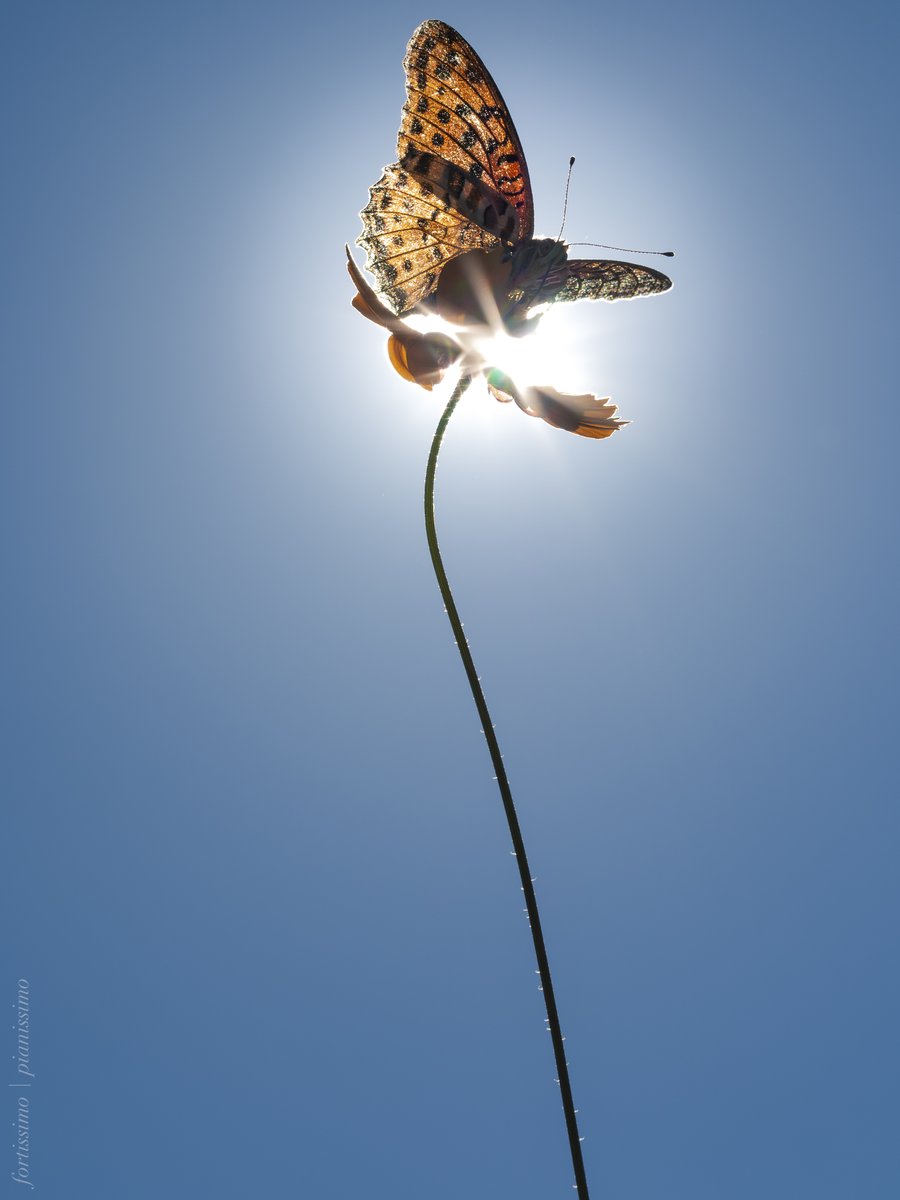 force_s's tweet image. 蝶ローアングル
#Olympus #EM5 #MZDED60Macro #FourThirds #蝶