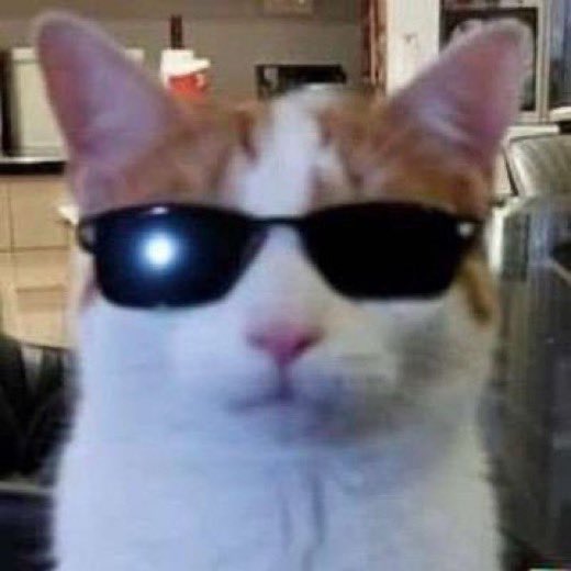 PunchingCat's tweet photo. fake                                                                real https://t.co/z1Xq38Lcax