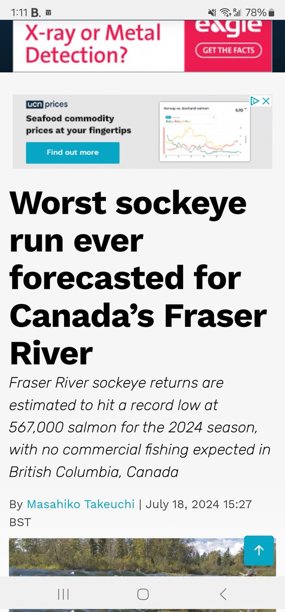 LanceStewardson's tweet photo. Remember when removing #aquaculture #fishfarms was going to be the magic cure?  @alex4salmon @1Bob_Chamberlin @WatershedWatch_ @CraigOrr_ @PSF @wildfirstcanada sockeye aren't even going to get to this projected number.  You guys owe everyone an apology.  #lies #grifters https://t.co/AGtVfiF7su