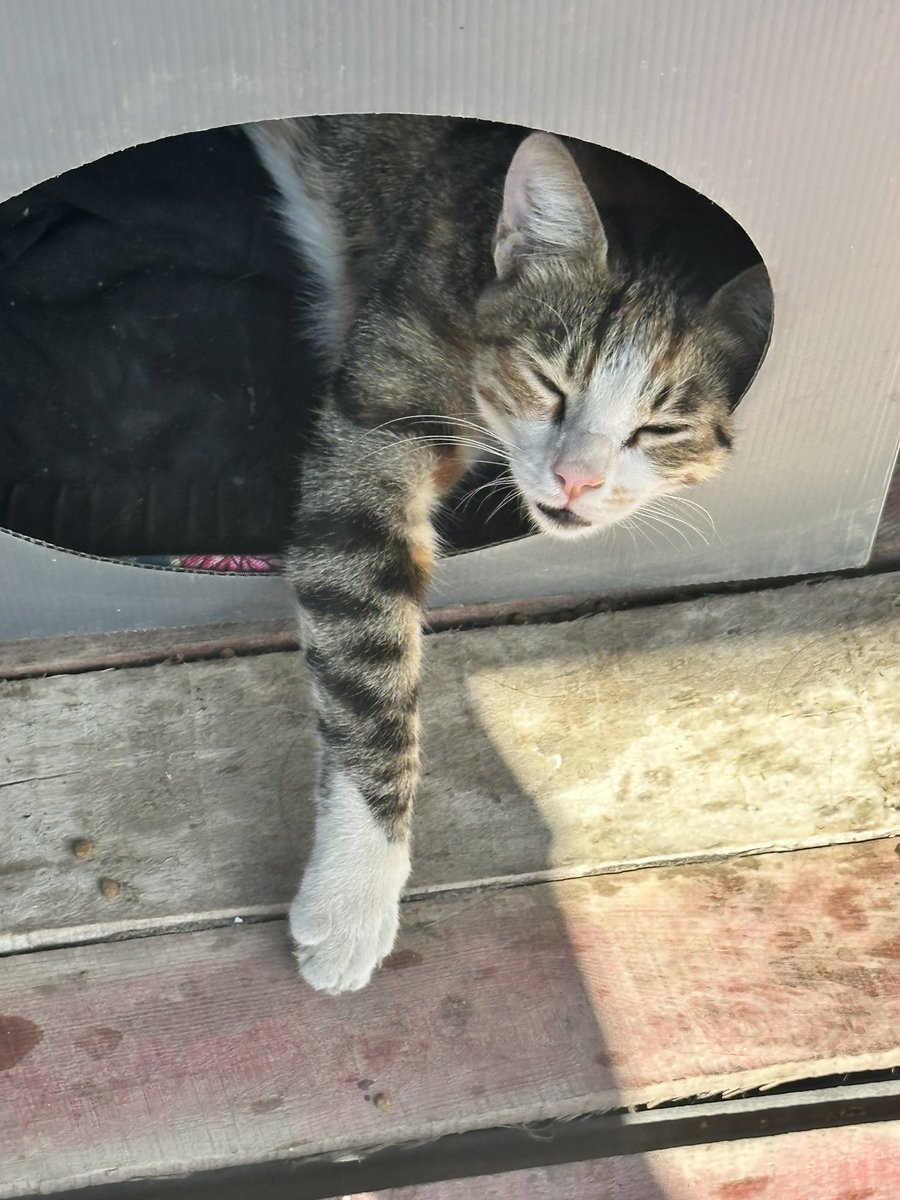 Günün şapşiği 😍