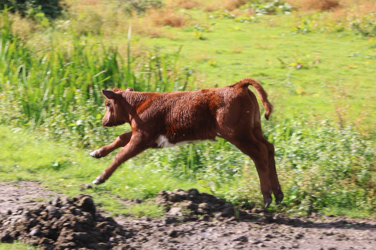 WouterVos7's tweet photo. Kalf springt keurig over de paardenkeutels
#rodegeus
#Diezemonding
@FREE_Nature https://t.co/HJzo7LnAkf
