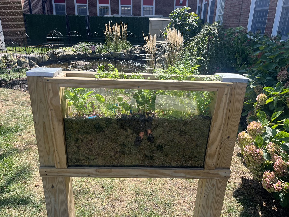 Jackson Ave School (@jackson_ave) on Twitter photo The fruits of our labor <a href="/Jackson_Ave/">Jackson Ave School</a>! Our Learning Garden is flourishing and a special place to grow! Check out our tomatoes and vertical planter (radishes) in action! <a href="/MineolaUFSD/">Mineola UFSD</a> The fruits of our labor <a href="/Jackson_Ave/">Jackson Ave School</a>! Our Learning Garden is flourishing and a special place to grow! Check out our tomatoes and vertical planter (radishes) in action! <a href="/MineolaUFSD/">Mineola UFSD</a>