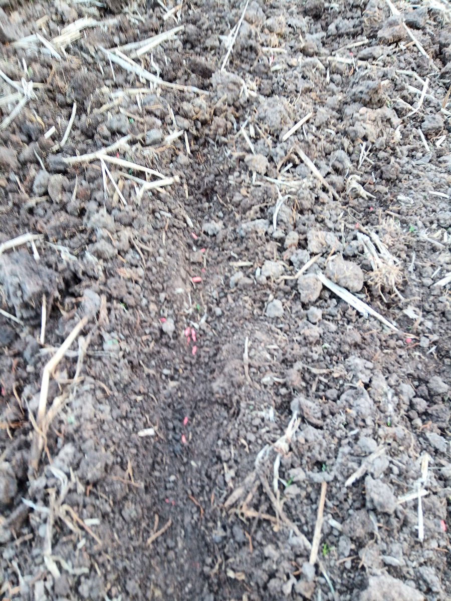 FernandoCastera's tweet photo. Calentando los motores de 24/24🌾🌾🌾🌾 https://t.co/sgwO6g6UvT