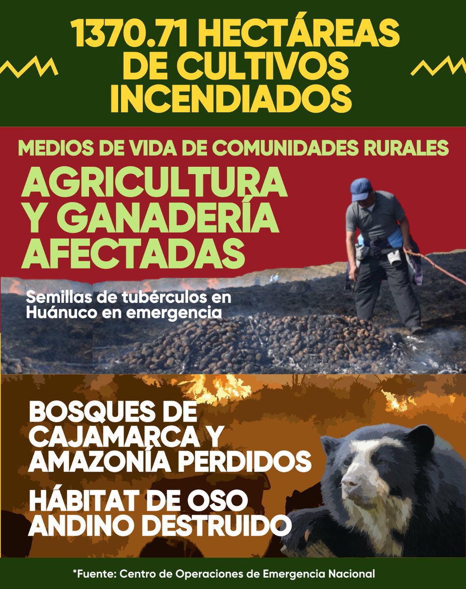 RedMuqui's tweet image. Mientras régimen de #DinaBoluarte rinde homenaje al dictador #AlbertoFujimori, 173 incendios forestales vienen arrasando hectáreas de cultivo y vegetación en 20 regiones, destruyendo medios y formas de vida de comunidades y población. Estamos de luto, pero por la biodiversidad.