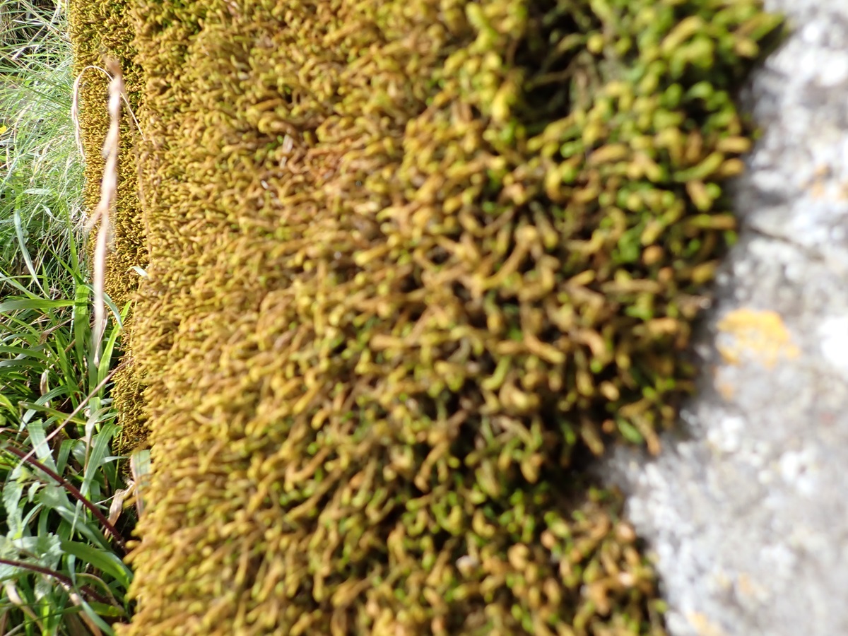 Of course this was deliberately in focus only along the left edge!

(The moss Anomodon viticulosus in Argyll today.)