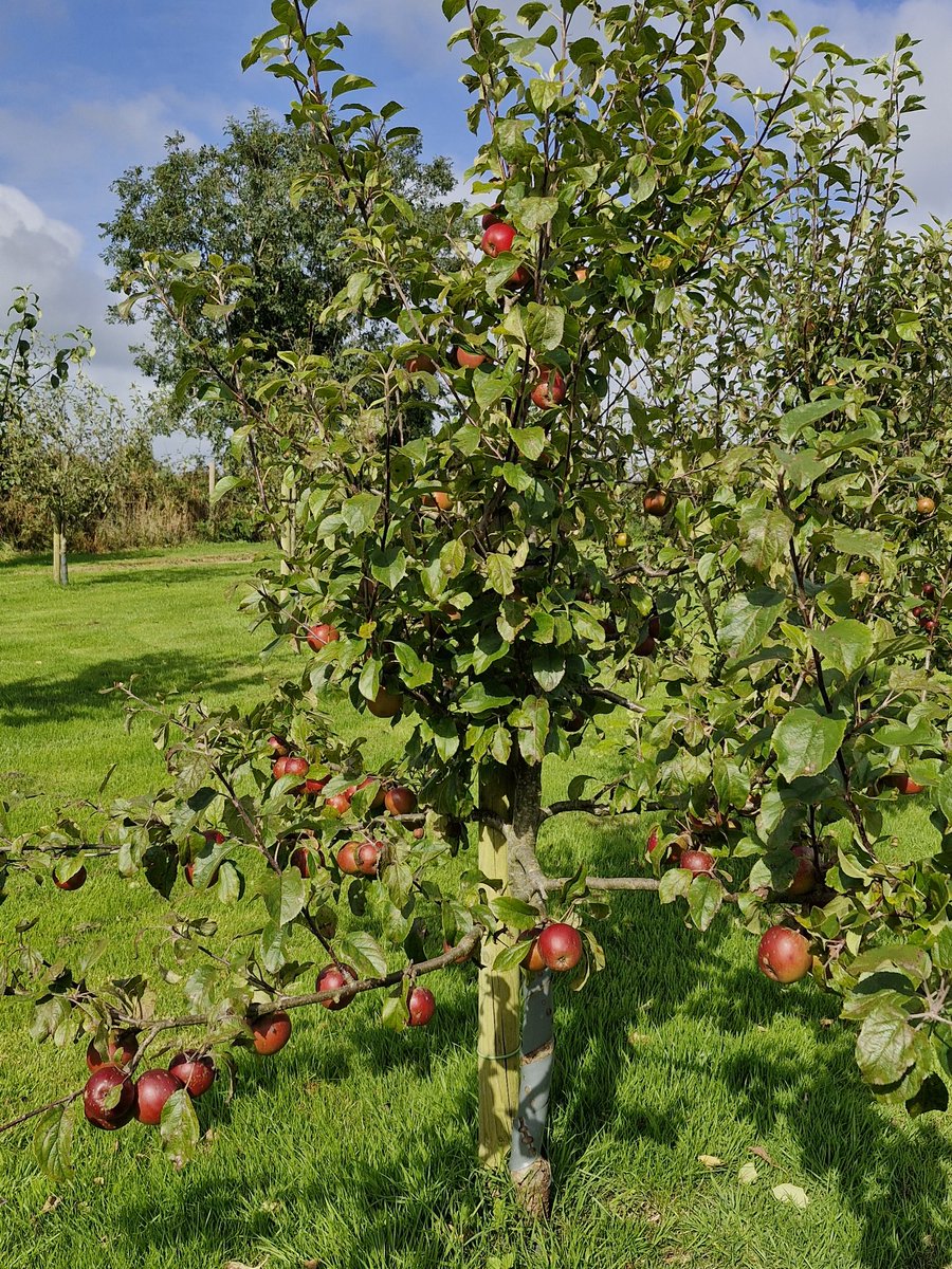Monasterboice Tourism & Tidy Towns Group tweet media