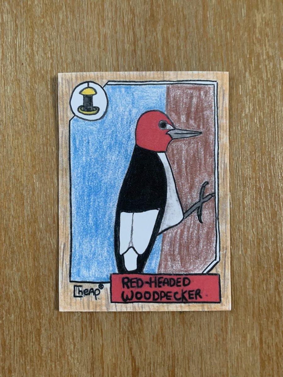 b_e_sabin's tweet photo. Red-headed Woodpecker. 1987 Topps style. 

#cardart #redheadedwoodpecker #baseballcards #birds #animalart #collect #sportscards #indiepress #tradingcards #birding #audubonsociety https://t.co/8aZ3hdtgK9