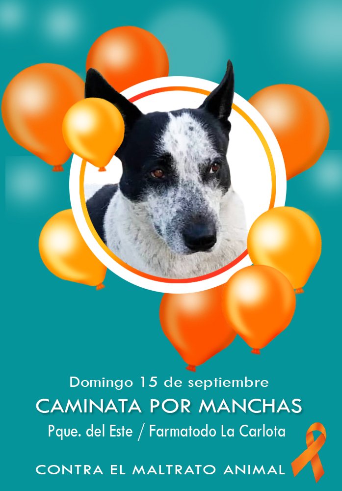 Este domingo 15 de septiembre, a las 4:00 pm,  partiendo del Pque. del Este a la sede de <a href="/Farmatodo/">Farmatodo</a> La Carlota,  se realizará una caminata por #Manchas. Lleva tu mascota, y si puedes un globo naranja.

@naranjara <a href="/COOLCHANNELTV/">Cool Channel TV</a> <a href="/TheRed_Shadow/">Capitán Red Shadow | Marketing</a> <a href="/Mary_Jar/">🟣Mary X 🐕🐈</a> <a href="/Teresamejia7/">Teresa mejia</a> <a href="/HASSANGLO/">GLORIA HASSAN</a>