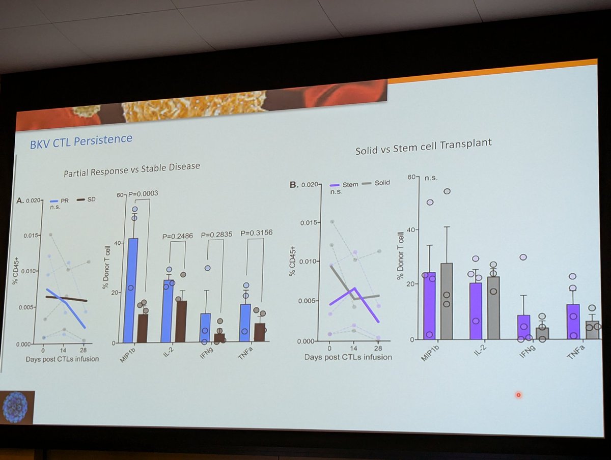 BKVNephropathy post kidney Tx - Dr. Ala Abudayyeh
- carefully reduce immunosx gauging risks/benefits
- Use of CTLs (from the available data) reduces viremia, no improvement in BKVN
- not recommended to use fluoroquinolones, leflunomide, cidofovir
#MSKOncoNephCME <a href="/onconephsociety/">American Society of Onconephrology</a>