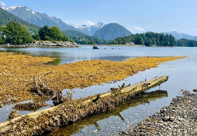 CWSF (@westernforester) on Twitter photo 🌲 Meet Chad VanOrmer, Regional Forester for the <a href="/AKForestService/">Alaska Region</a>! Learn more about Chad's #forestry career path and his take on emerging issues in the AK Region. thewflc.org/blog/meet-fore…
USDA Forest Service photo by Meghan Chamberlain 🌲 Meet Chad VanOrmer, Regional Forester for the <a href="/AKForestService/">Alaska Region</a>! Learn more about Chad's #forestry career path and his take on emerging issues in the AK Region. thewflc.org/blog/meet-fore…
USDA Forest Service photo by Meghan Chamberlain