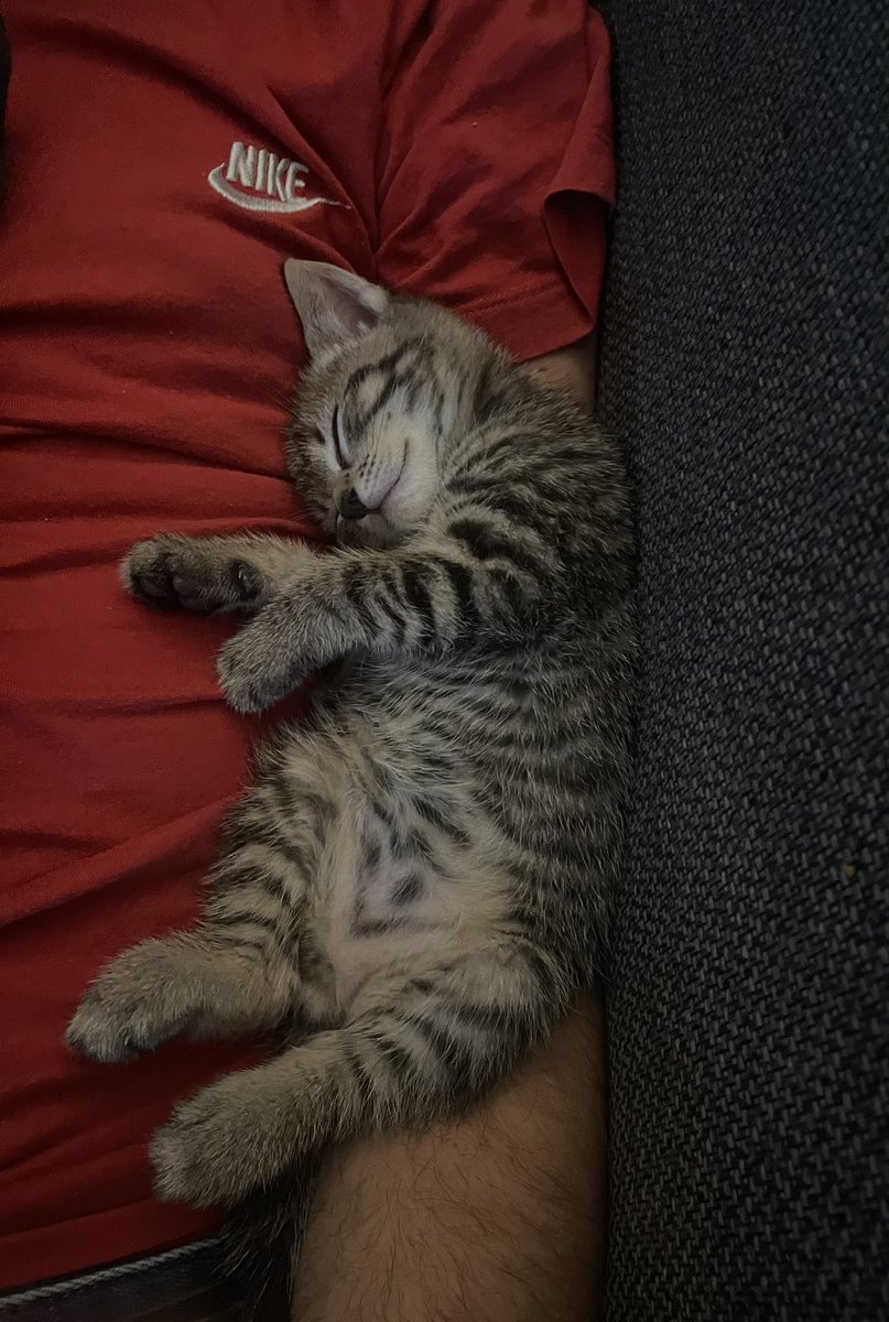 Vijf weken vandaag.

#kittenspam