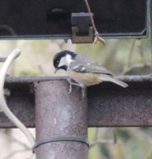 Aspen goes birding⛸️ tweet media