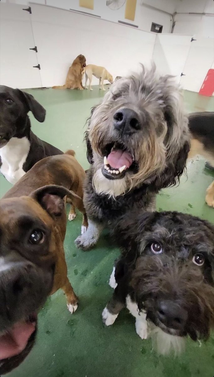 First week as an attending ✅ been a long time coming! 

And of course, happy Frank Friday ft doggy daycare friends 🐶