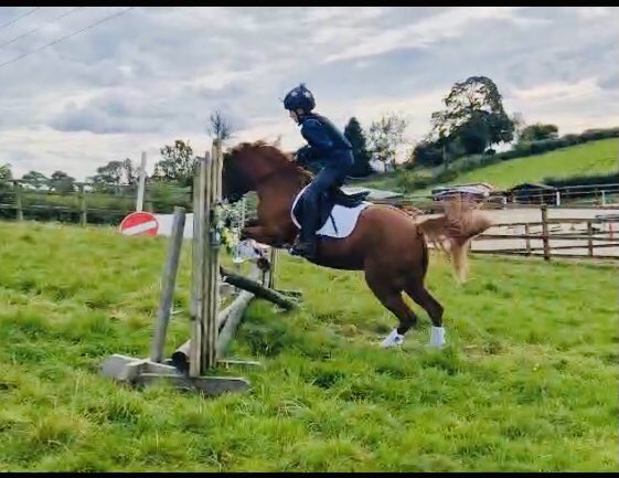 Sedbergh Prep Riding tweet media