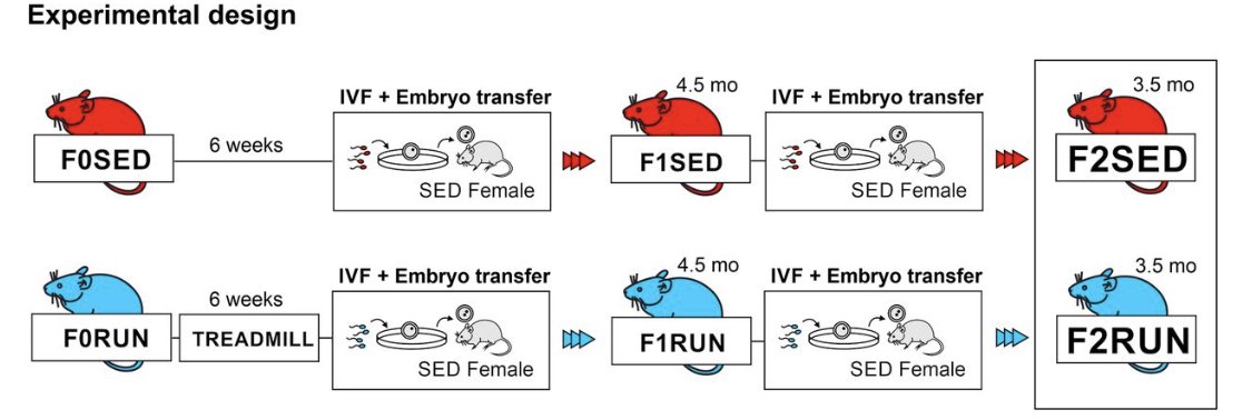 Regular exercise may make your children, and your grandchildren, healthier and smarter.

When male mice engage in regular endurance exercise, they don’t just boost their own brains—they enhance the cognitive abilities of their offspring, even if those offspring never exercise.