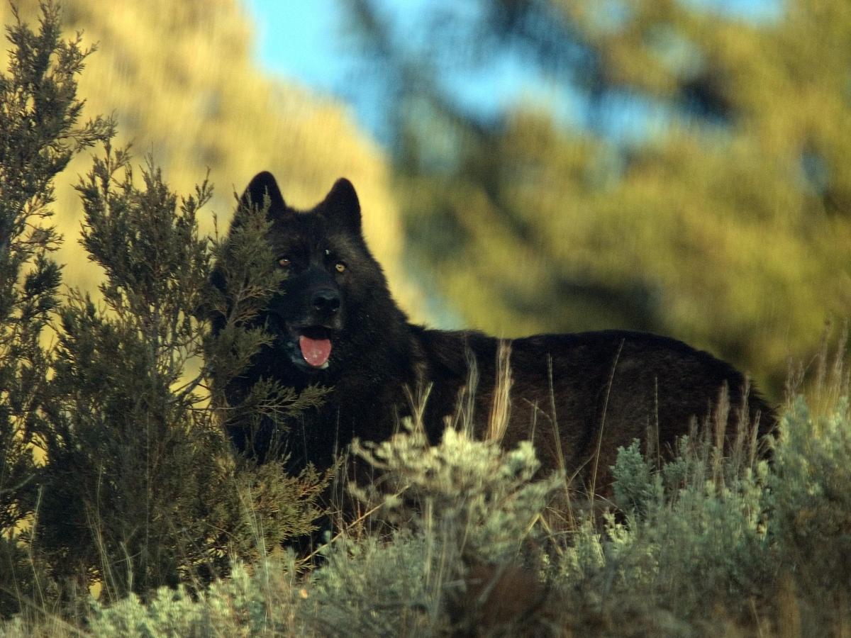 SE_Future's tweet image. Wolf Stories – Part 3 dlvr.it/TDCXgK