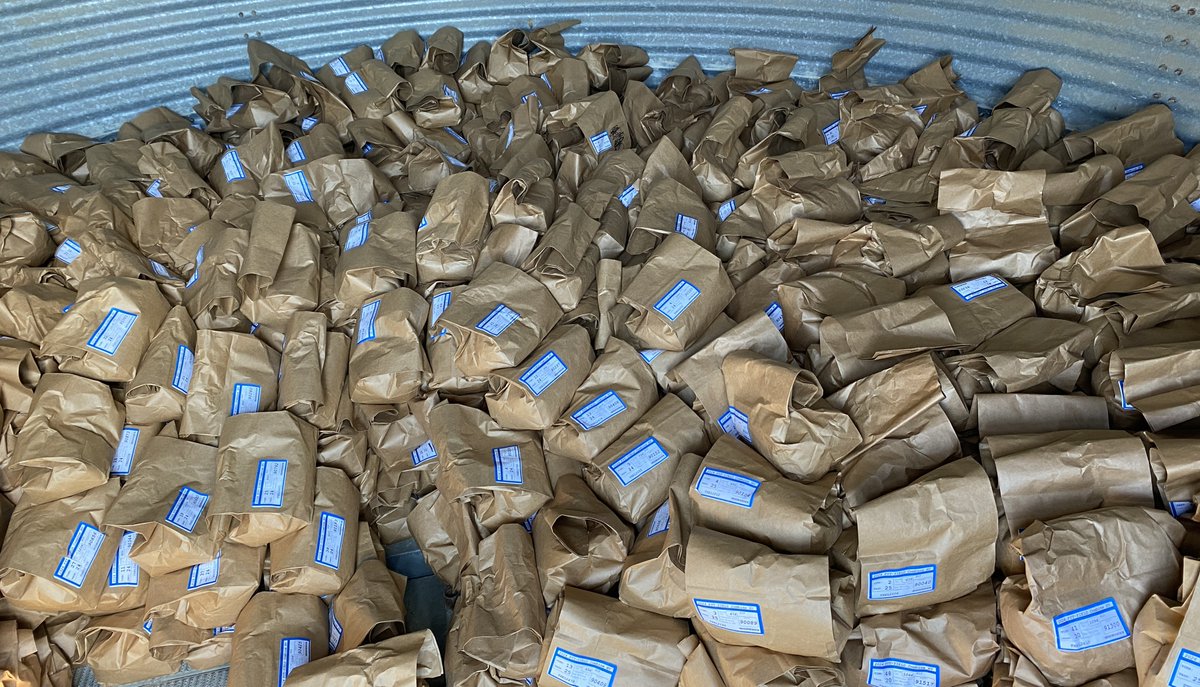 Gurjeet_AgSci's tweet photo. #ResearchUpdate2024 πΊπΈ
What a week for #Riceteam From #RiceHarvest to data collection, seed drying, and storage, theyβve been working non-stop at Beaumont Research Station! @txresearch @AgriLife @TAMU
Huge thanks to #RiceTeam for their incredible effort!
#RiceBreeding https://t.co/I7mia9hOUZ