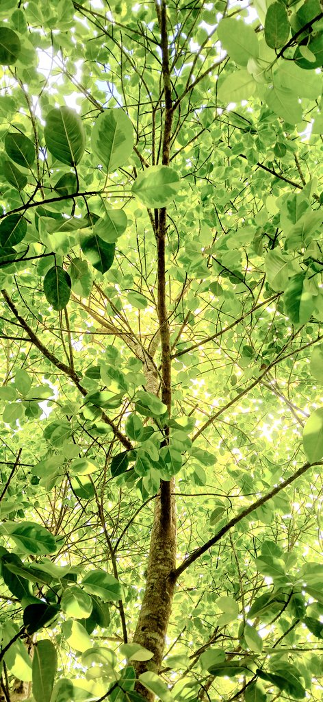 写真を撮る前にこの木の下で眠ってしまいました💦💦