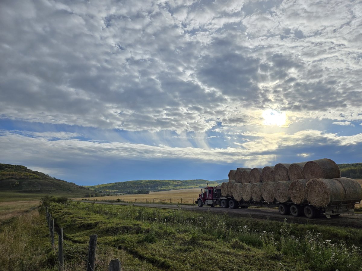 Good people makes great neighbours! Thankfull for dropping straw! 🦬🐃🤠