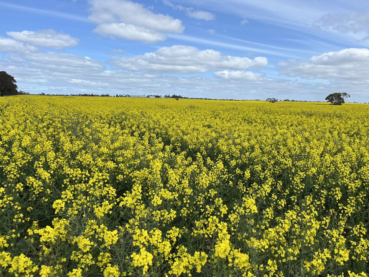 Matt Rohde tweet media