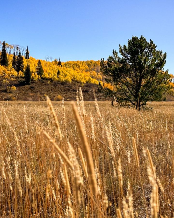 Fall is just around the corner, which means that Wyoming's fall colors will soon be out in full force.

Where are your favorite spots to bask in the changing of the seasons?

#Wyoming #ThatsWY