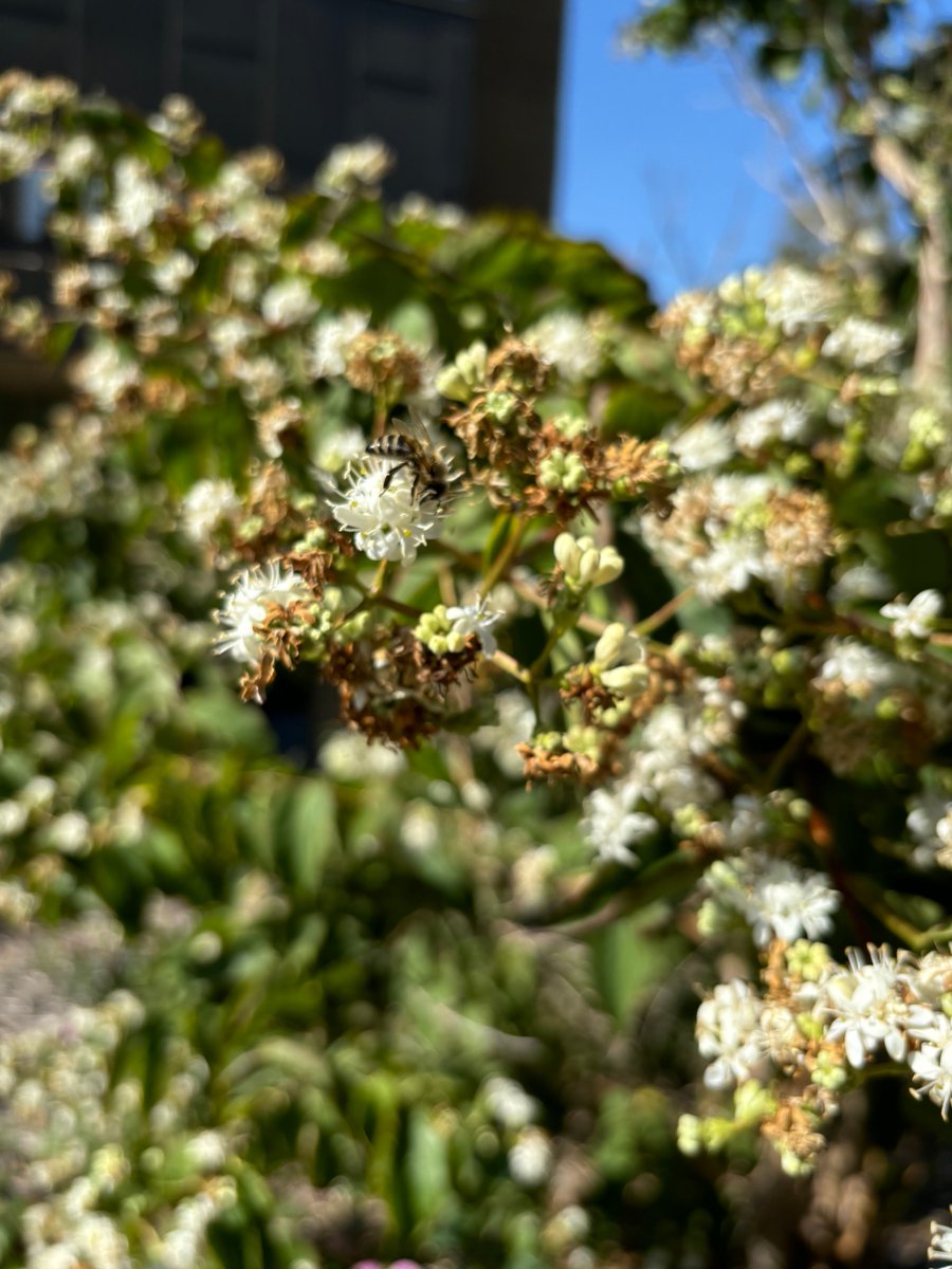 LPSScienceFocus's tweet photo. Pollinators hard at work today at SFP. https://t.co/v0YAmdMC15