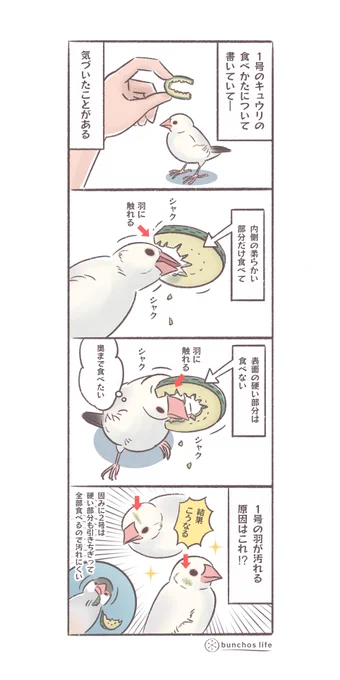 1号だけがお顔汚れしやすい原因に気付いてしまっまかも知れない
キュウリのカットのしかたを改善しよう…
#文鳥 
#4コマ漫画 