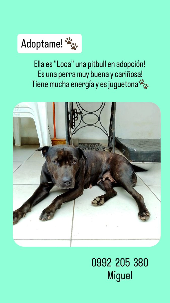 Stephie Bogado Tervit #80547 tweet media