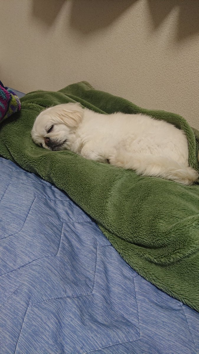 かおりん (@shiro0201_111) on Twitter photo 